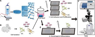 Effect of Pore Size on Cell Behavior Using Melt Electrowritten Scaffolds